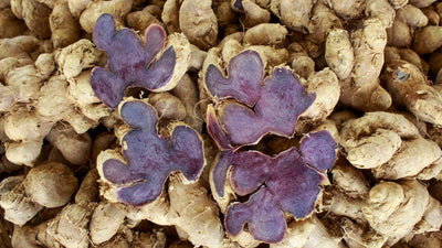 Black Ginger for Diabetics | Benefits, Risks & Studies