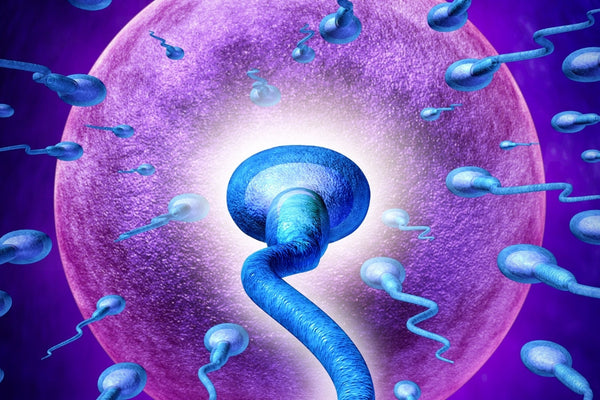 Natural Ways To Increase Fertility: Proven Daily Strategies