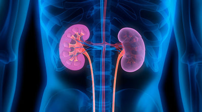 Butea Superba Kidney Effects and Sexual Benefits for Men