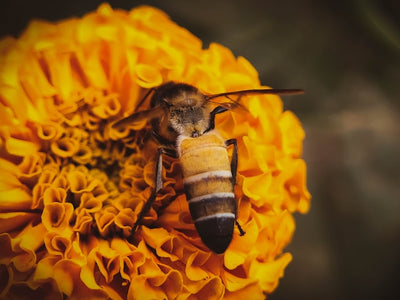 Honey for Endurance in Men: Boosting Stamina Naturally