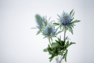 Herbal Performance Boosters: Enhancing Vitality Naturally