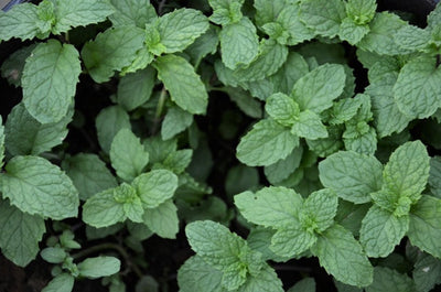 Enhancing Hormonal Health with Herbs: Natural Approaches and Benefits